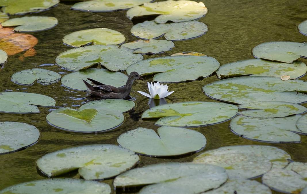 Türkiye’nin en büyük tek parça subasar ormanı 15